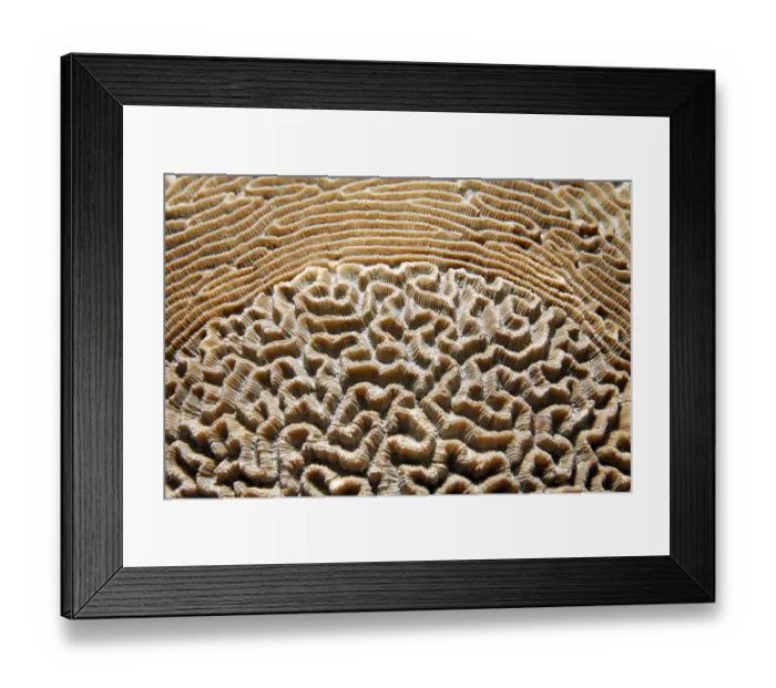 Framed Print : Unusual pattern of a Lesser Valley Coral Framed Print : Unusual pattern of a Lesser Valley Coral