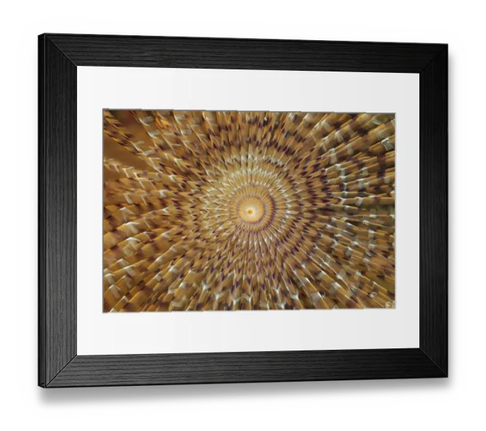 Framed Print : Head of a Mediterranean fanworm (Sabella spallanzanii) Framed Print : Head of a Mediterranean fanworm (Sabella spallanzanii)