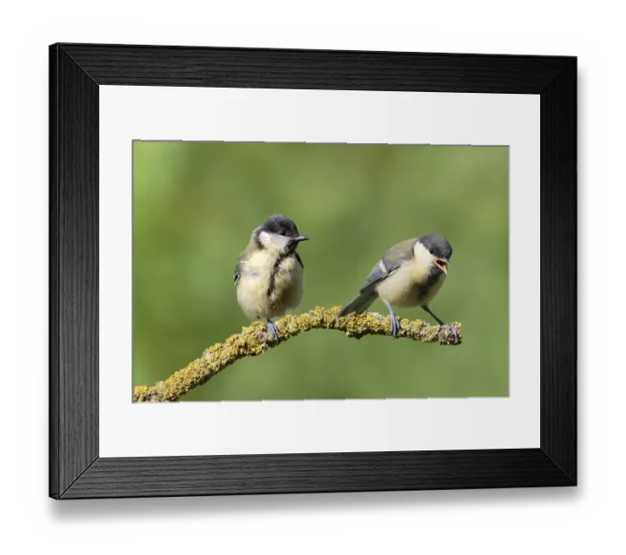 Framed Print : Boy Great tit (Parus major) Lower Saxony