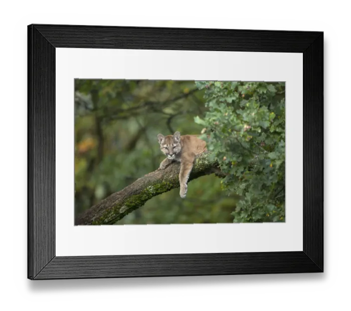 Framed Print : One young cougar, Puma concolor
