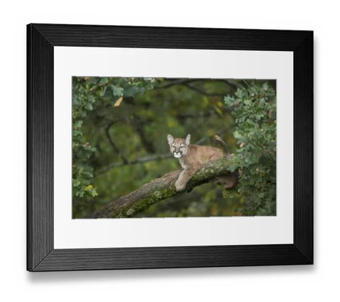 Framed Print : One young cougar, Puma concolor Framed Print : One young cougar, Puma concolor