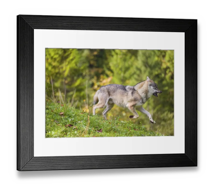 Framed Print : A eurasian gray wolf (Canis lupus lupus) runs across a meadow down a hill