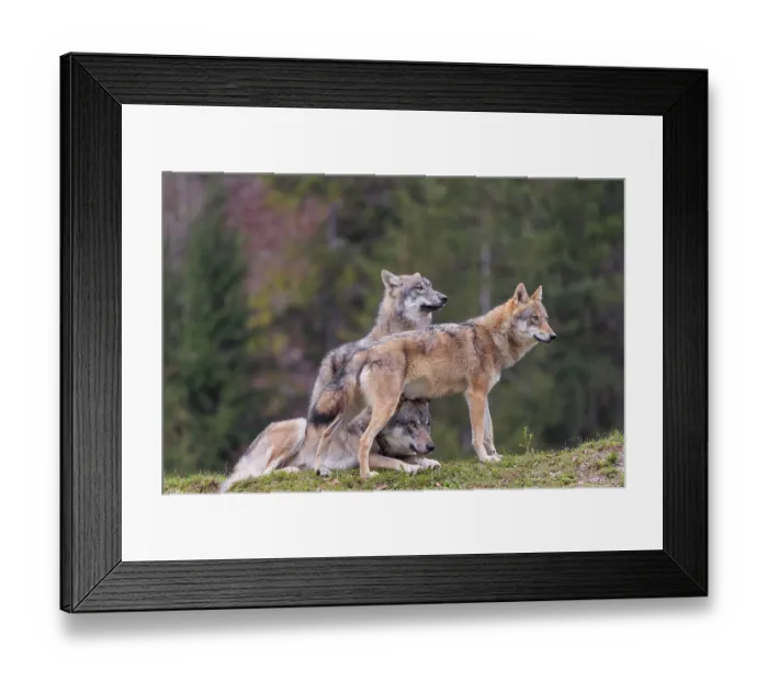 Framed Print : An adult male and a female eurasian grey wolf (Canis lupus lupus) stand on green meadow on top of a hill