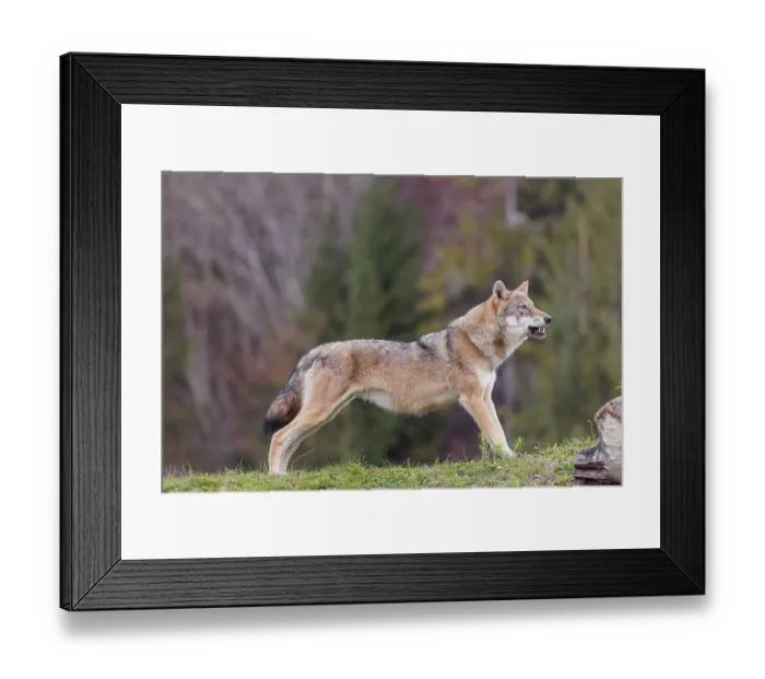 Framed Print : A female eurasian gray wolf (Canis lupus lupus) stretches out on a meadow on top of a hill
