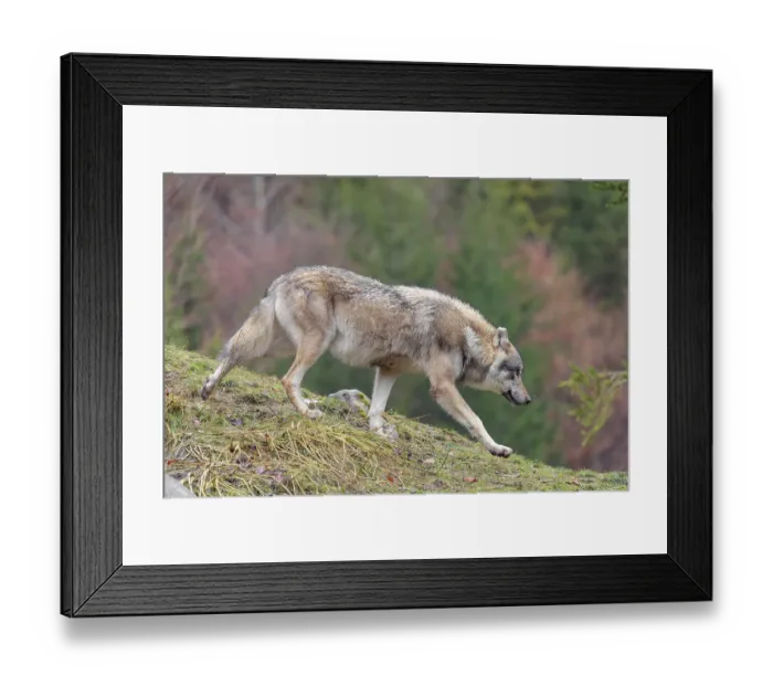 Framed Print : A male eurasian grey wolf (Canis lupus lupus) runs across a meadow down a hill Framed Print : A male eurasian grey wolf (Canis lupus lupus) runs across a meadow down a hill