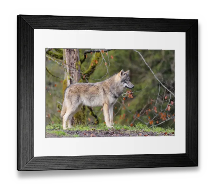 Framed Print : A young grey wolf (Canis lupus lupus) stands at the edge of the forest on a cloudy day and observes the surroundings Framed Print : A young grey wolf (Canis lupus lupus) stands at the edge of the forest on a cloudy day and observes the surroundings