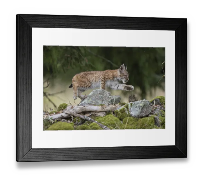 Framed Print : One young (10 weeks old) male Eurasian lynx