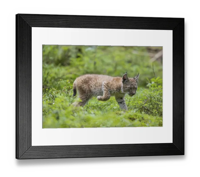 Framed Print : One young (10 weeks old) male Eurasian lynx Framed Print : One young (10 weeks old) male Eurasian lynx