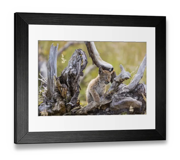 Framed Print : One young (10 weeks old) male Eurasian lynx