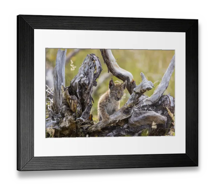 Framed Print : One young (10 weeks old) male Eurasian lynx Framed Print : One young (10 weeks old) male Eurasian lynx