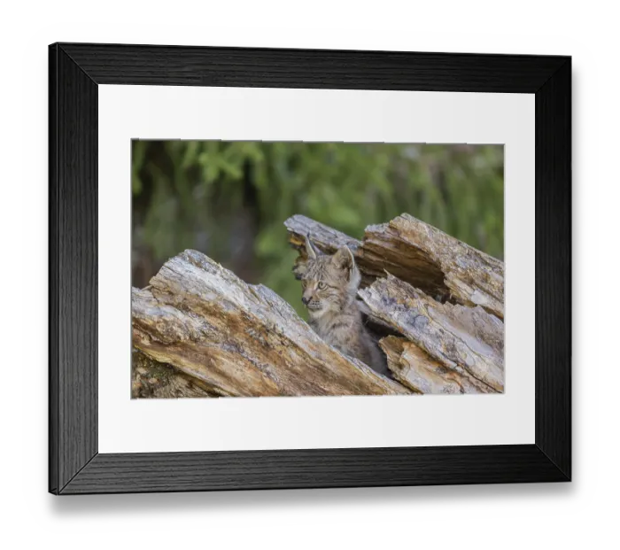 Framed Print : One young (10 weeks old) male Eurasian lynx Framed Print : One young (10 weeks old) male Eurasian lynx
