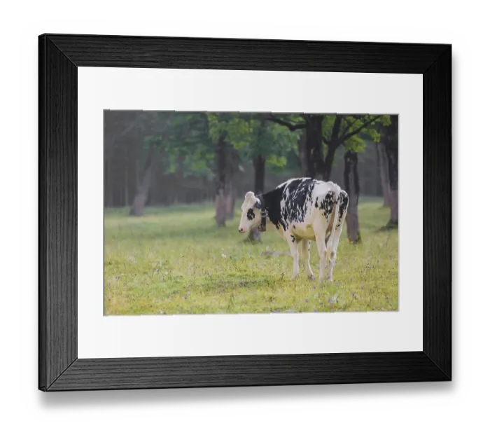 Framed Print : A Holstein Friesian cattle grazing on the alpine pasture with maple trees Framed Print : A Holstein Friesian cattle grazing on the alpine pasture with maple trees