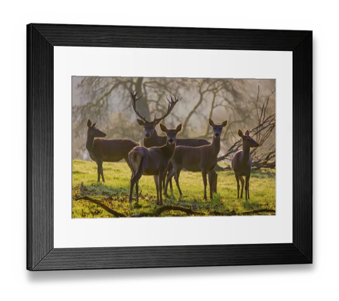 Framed Print : A herd of red deer hind and a stag (Cervus elaphus) stand backlit on a meadow Framed Print : A herd of red deer hind and a stag (Cervus elaphus) stand backlit on a meadow
