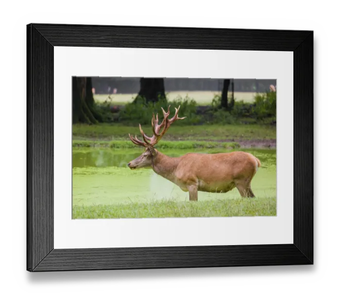 Framed Print : A red deer stag (Cervus elaphus) stands in a pond covered with duckweed
