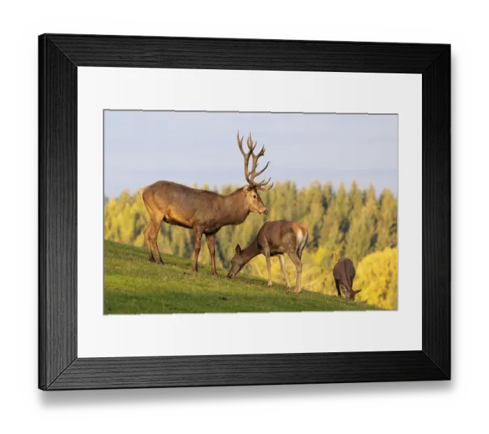 Framed Print : A red deer stag (Cervus elaphus) runs across a meadow in the beautiful morning light