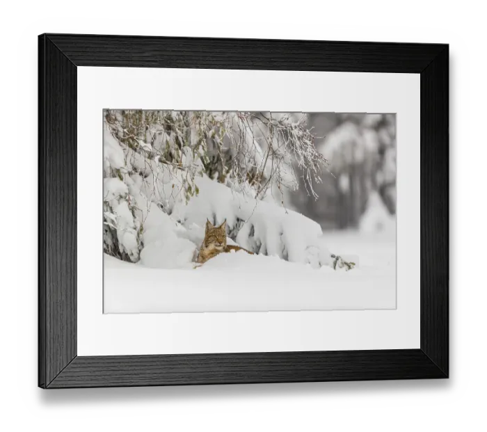 Framed Print : One young male Eurasian lynx, (Lynx lynx)