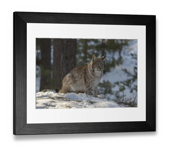 Framed Print : One young male Eurasian lynx, (Lynx lynx)