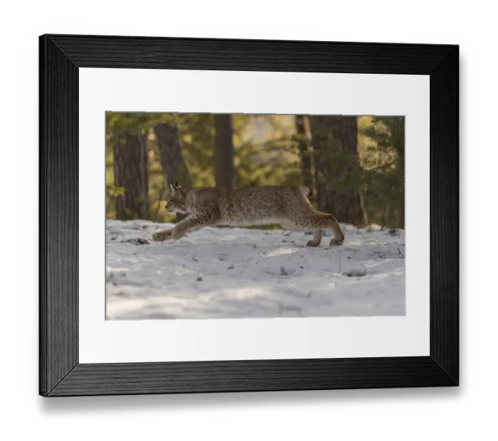 Framed Print : One young male Eurasian lynx, (Lynx lynx)