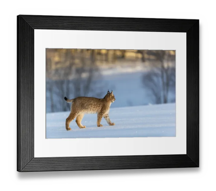 Framed Print : One young male Eurasian lynx, (Lynx lynx) Framed Print : One young male Eurasian lynx, (Lynx lynx)
