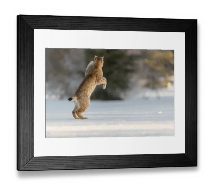 Framed Print : One young male Eurasian lynx, (Lynx lynx) Framed Print : One young male Eurasian lynx, (Lynx lynx)