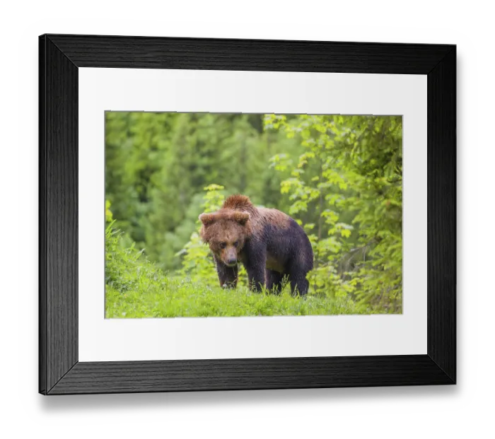 Framed Print : A young male eurasian brown bear (Ursus arctos arctos) runs across a meadow in hilly terrain