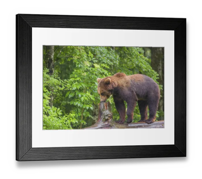 Framed Print : A young male Eurasian brown bear (Ursus arctos arctos) walks on a rotting log lying on the ground