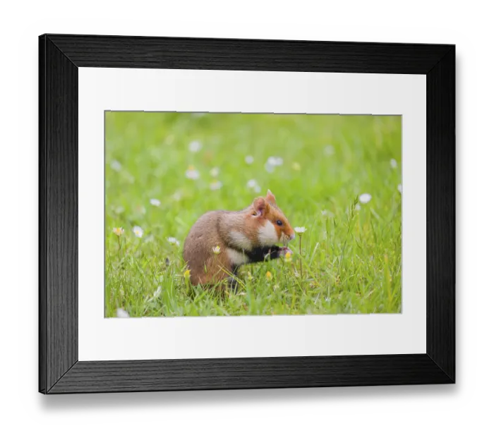 Framed Print : A European hamster (Cricetus cricetus) Framed Print : A European hamster (Cricetus cricetus)