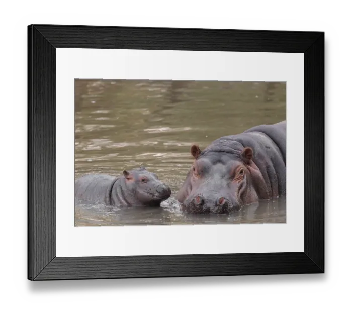 Framed Print : A baby hippopotamus (Hippopotamus amphibius) and its mother swimming in a river Framed Print : A baby hippopotamus (Hippopotamus amphibius) and its mother swimming in a river