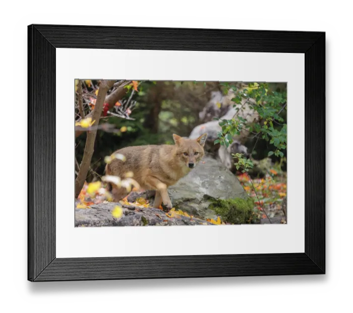 Framed Print : A golden jackal (Canis aureus) Framed Print : A golden jackal (Canis aureus)