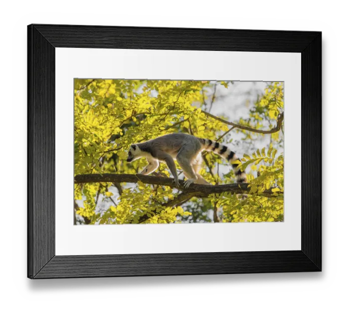 Framed Print : A ring-tailed lemur (Lemur catta) climbs high up in a tree on a branch surrounded by fresh green leaves