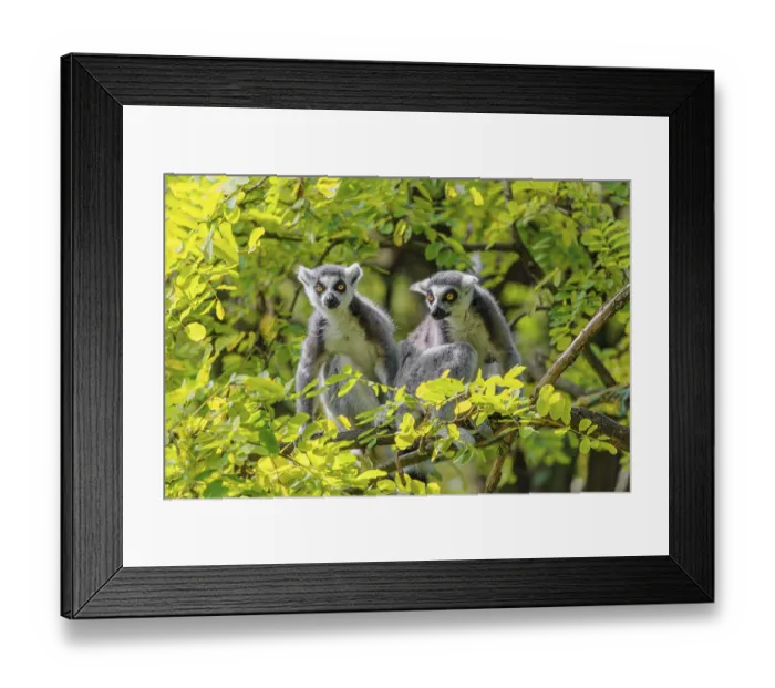 Framed Print : Two ring-tailed lemurs (Lemur catta) Framed Print : Two ring-tailed lemurs (Lemur catta)