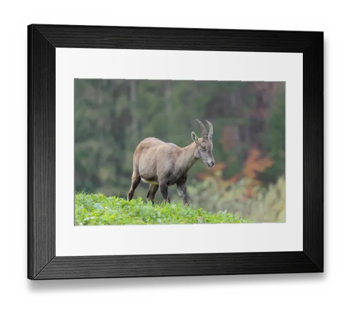 Framed Print : A female ibex (Capra ibex) walks down a hill on a green meadow on a cloudy day