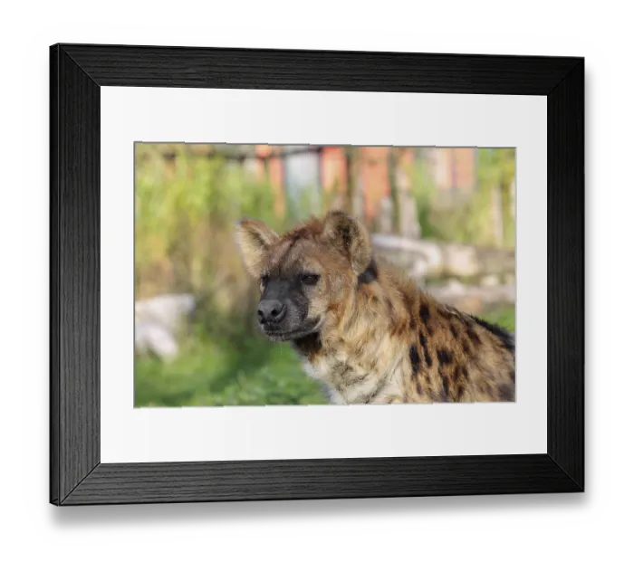 Framed Print : Portrait of a Spotted Hyena (Crocuta crocuta)