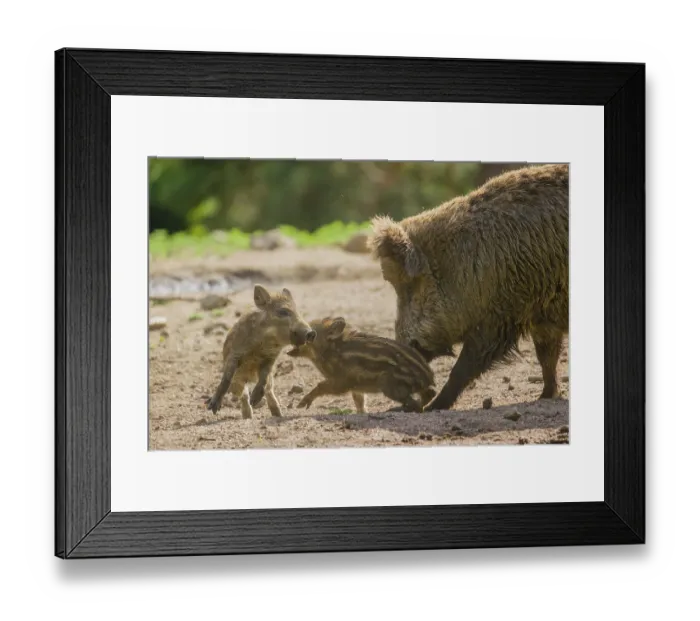 Framed Print : Two Wild boar (Sus scrofa) piglets play on a clearing Framed Print : Two Wild boar (Sus scrofa) piglets play on a clearing