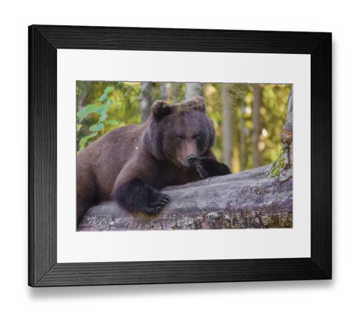 Framed Print : A young male Eurasian brown bear (Ursus arctos arctos) rests on a rotting log lying on the ground