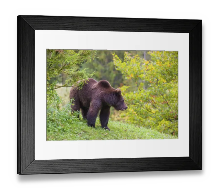 Framed Print : A young male Eurasian brown bear (Ursus arctos arctos) stands on a meadow between bushes