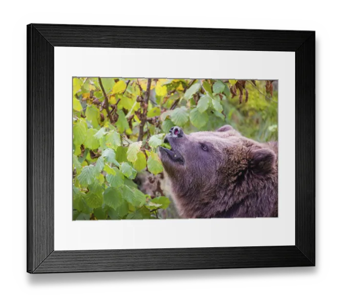 Framed Print : An adult female brown bear (Ursus arctos arctos) eating leaves from a birch tree Framed Print : An adult female brown bear (Ursus arctos arctos) eating leaves from a birch tree