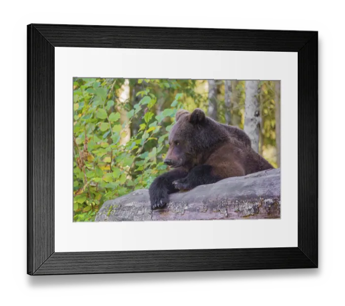 Framed Print : A young male Eurasian brown bear (Ursus arctos arctos) rests on a rotting log lying on the ground