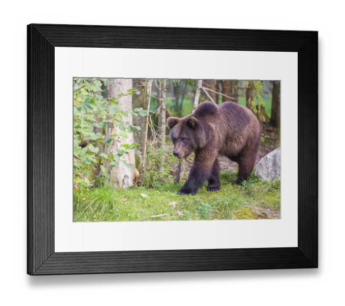 Framed Print : A young male Eurasian brown bear (Ursus arctos arctos) stands on a forest edge