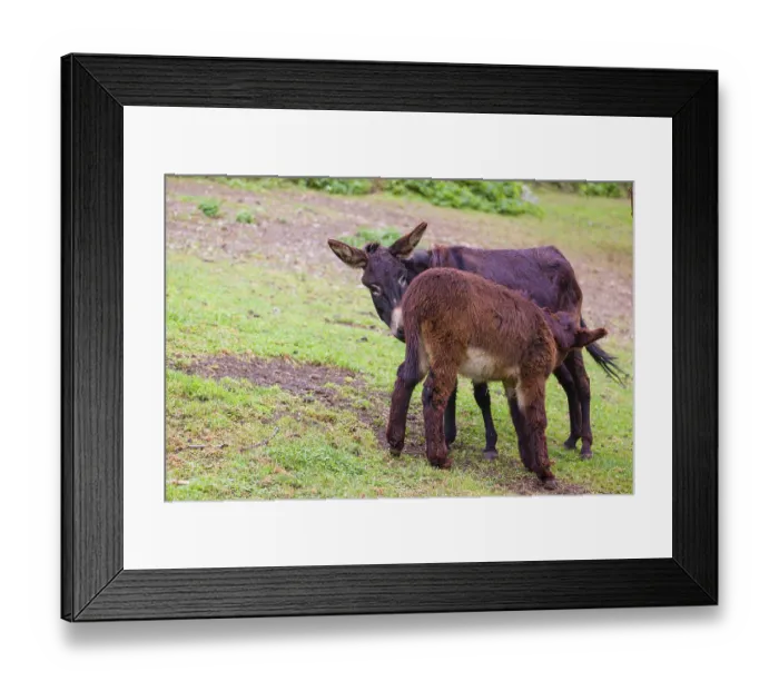 Framed Print : A female domestic donkey, Equus (africanus) asinus nurses her young on a green paddock