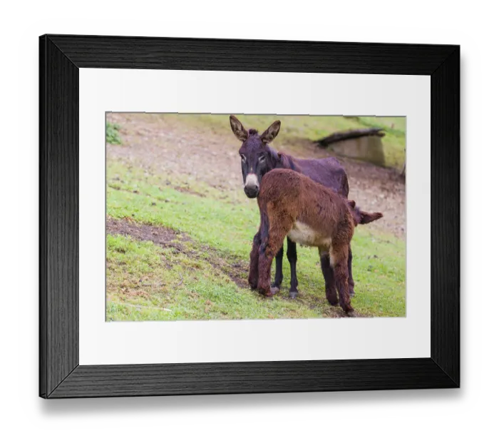 Framed Print : A female domestic donkey, Equus (africanus) asinus nurses her young on a green paddock