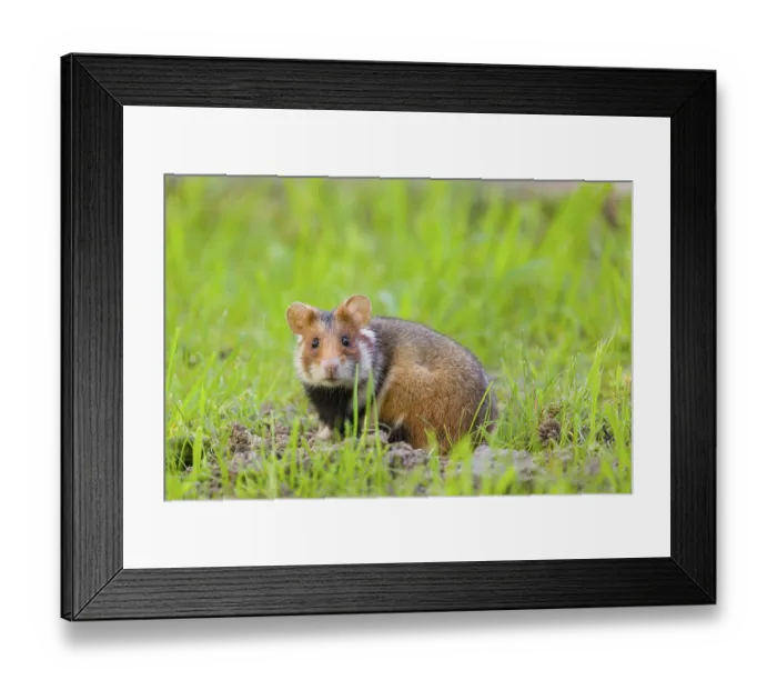 Framed Print : A European hamster (Cricetus cricetus)