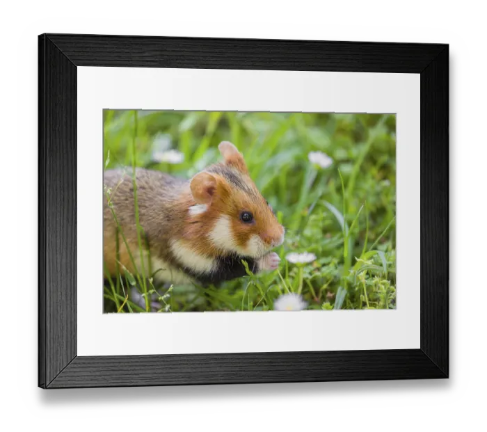 Framed Print : A European hamster (Cricetus cricetus) Framed Print : A European hamster (Cricetus cricetus)