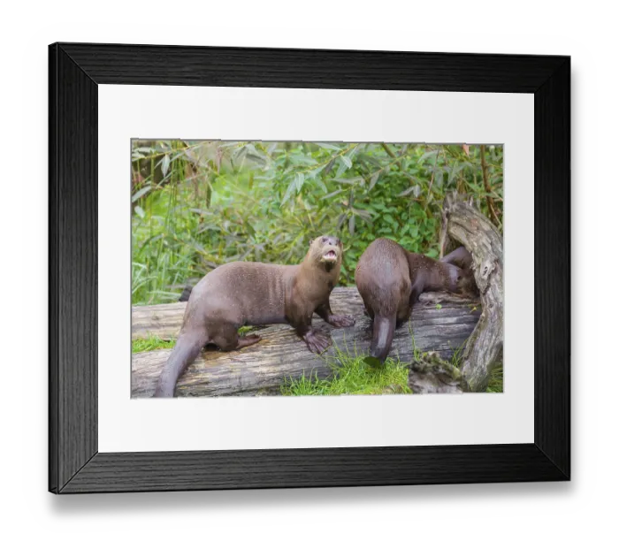 Framed Print : Three giant otter or giant river otter (Pteronura brasiliensis) play on a mossy rotten tree lying on a river bank