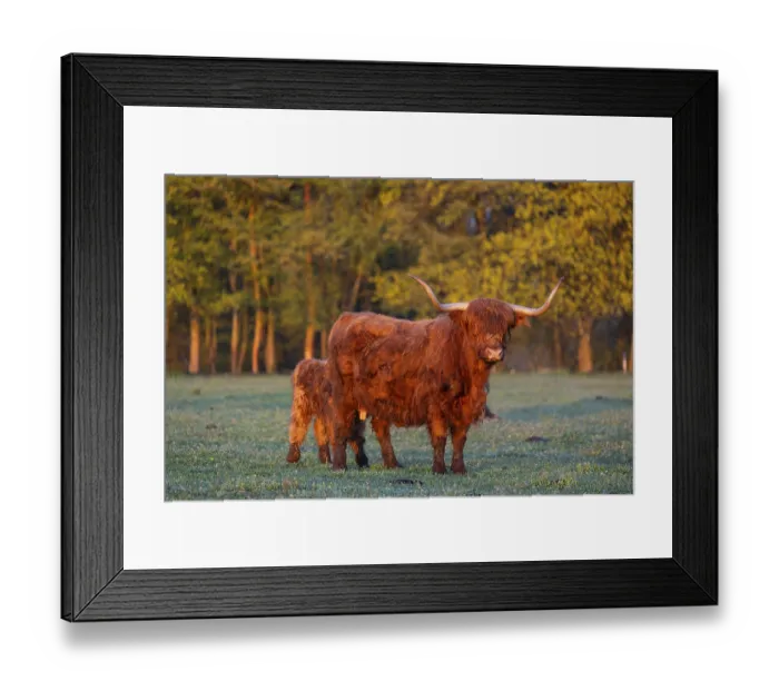 Framed Print : A highland cow (Bos primigenius taurus) suckles her calf