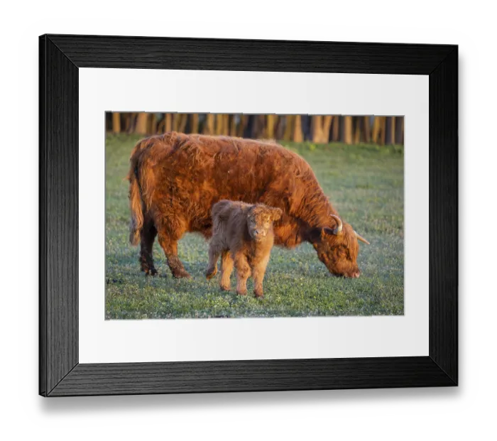 Framed Print : A highland cow (Bos primigenius taurus) suckles her calf Framed Print : A highland cow (Bos primigenius taurus) suckles her calf