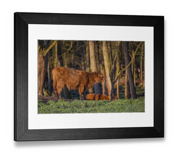 Framed Print : A Highland calf (Bos primigenius taurus) stands at a forest edge Framed Print : A Highland calf (Bos primigenius taurus) stands at a forest edge