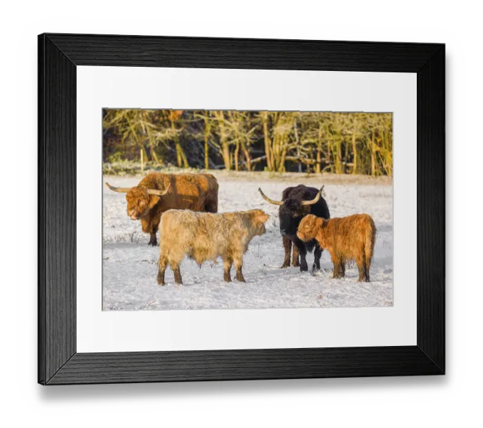 Framed Print : A family of Highland cattle (Bos primigenius)