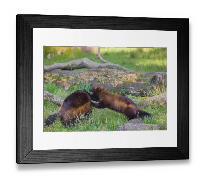 Framed Print : Two wolverine (Gulo gulo) fight each other on a green meadow at a forest edge Framed Print : Two wolverine (Gulo gulo) fight each other on a green meadow at a forest edge