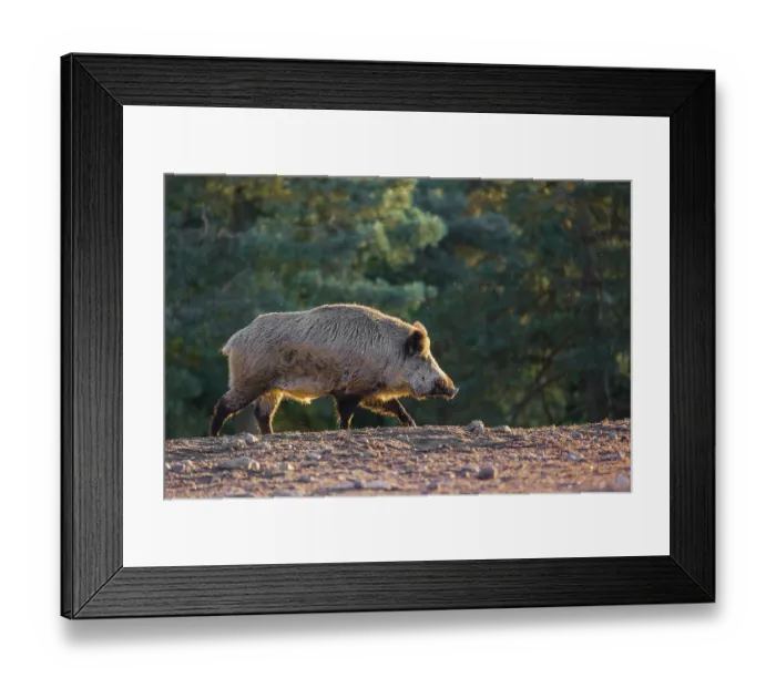 Framed Print : A wild boar or wild pig (Sus scrofa)
